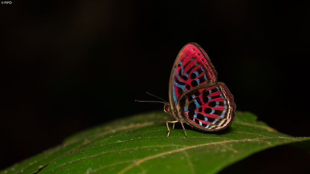 Paralaxita damajanti damajanti