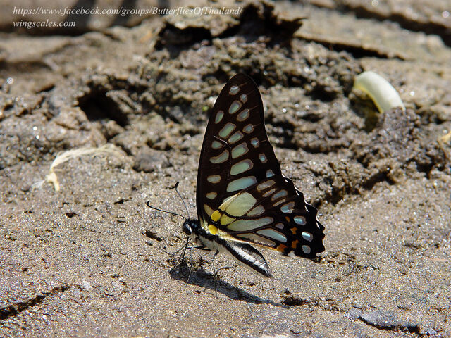 Graphium chironides chironides
