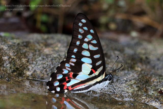 Graphium doson actor