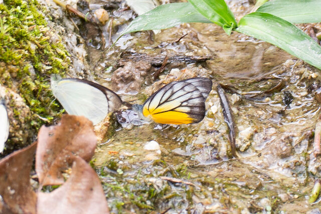 Appias cardena perakana