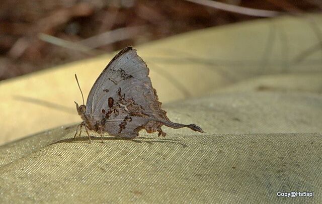 Cheritrella truncipennis
