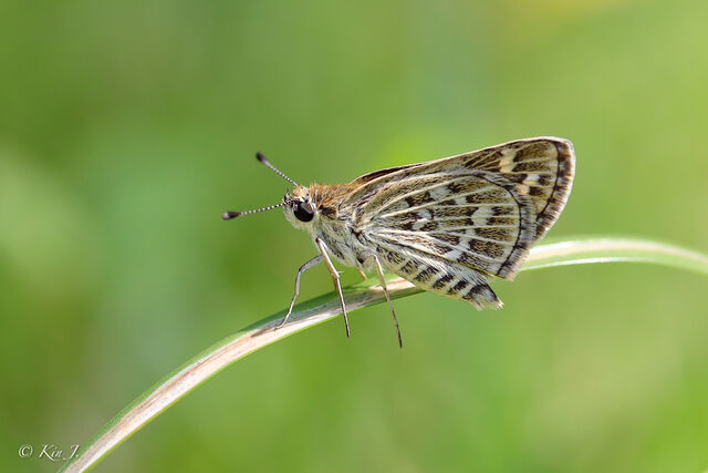 Taractrocera maevius sagara