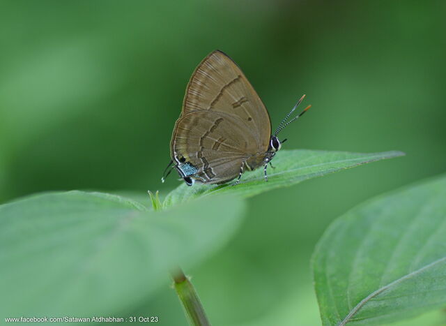 Rapala pheretima sequeira