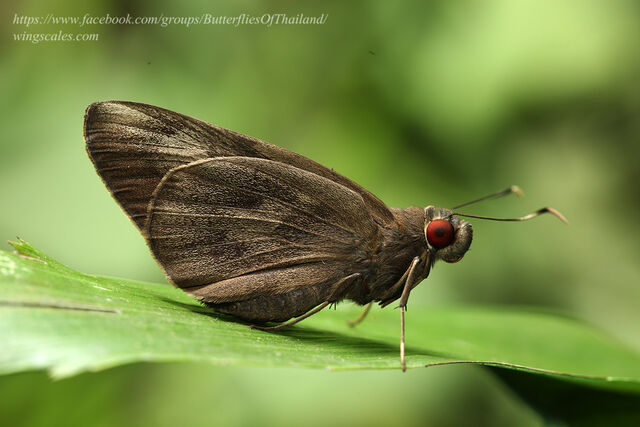 Erionota thrax thrax