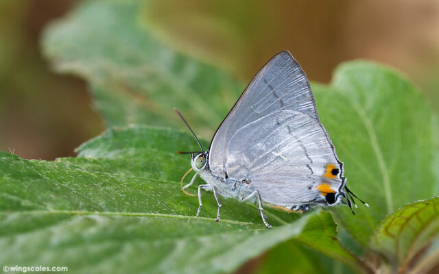 Ancema blanka minturna