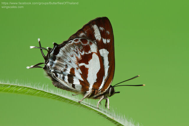 Iraota rochana pandara