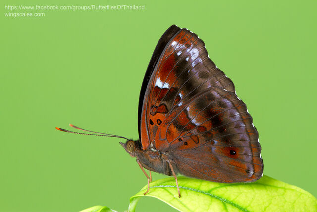 Rohana parisatis pseudosiamensis