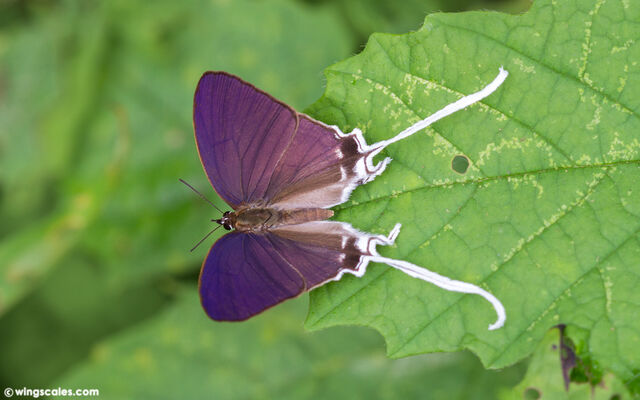 Cheritra freja evansi