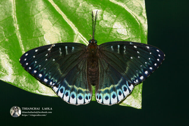 Stibochiona nicea subucula