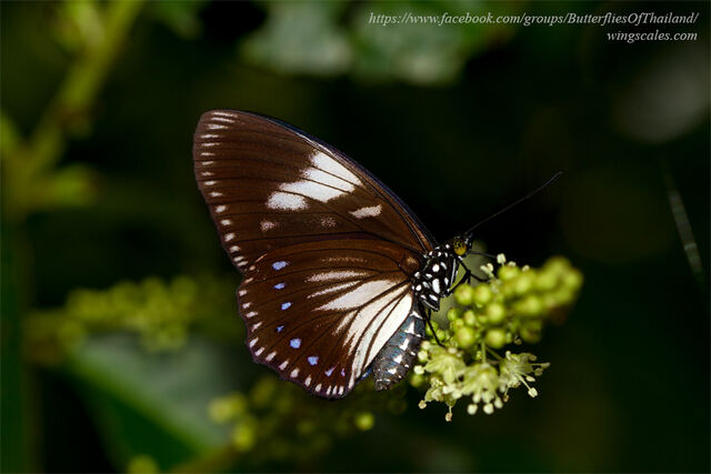 Euripus nyctelius nyctelius