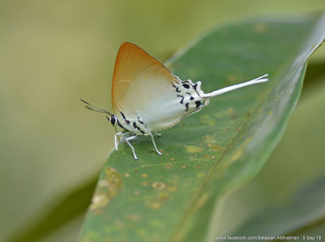 Jacoona anasuja anasuja