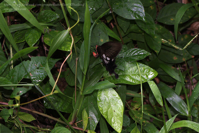 Losaria doubledayi doubledayi