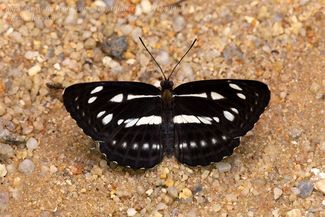 Neptis magadha magadha