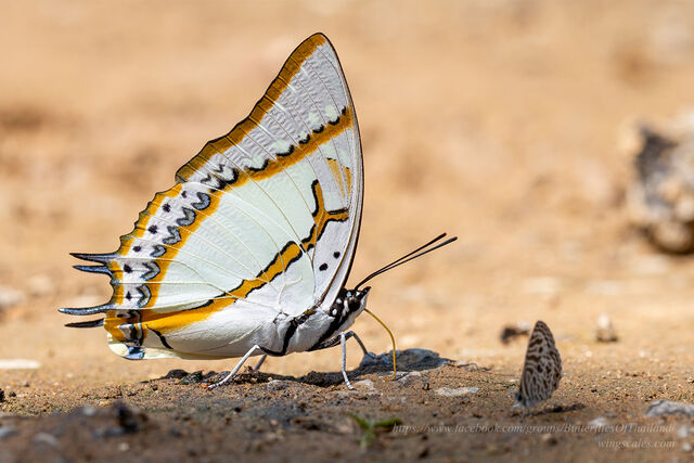 Polyura eudamippus nigrobasalis