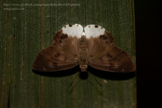Tagiades parra naxos