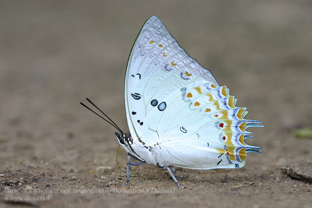 Polyura delphis delphis