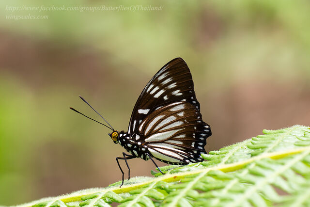 Euripus nyctelius euploeoides