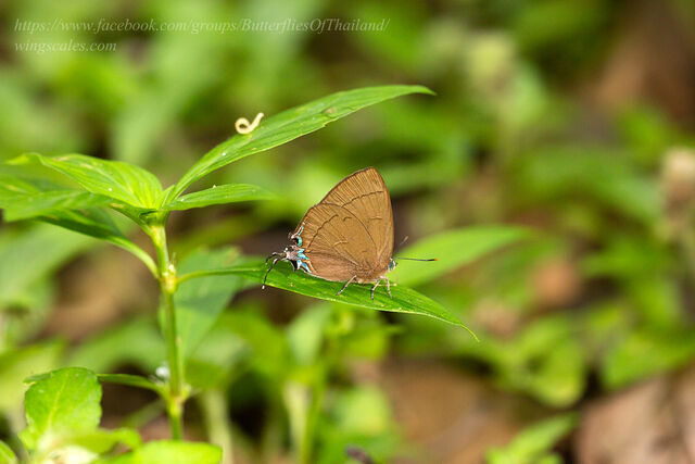 Remelana jangala travana