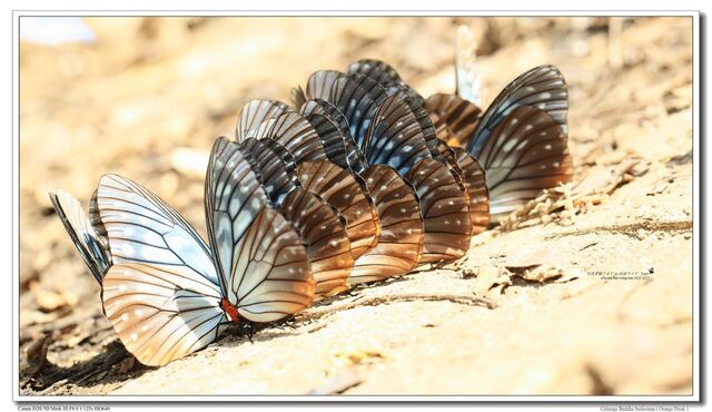 Calinaga brahma sudassana