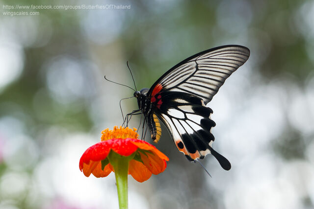 Papilio agenor agenor