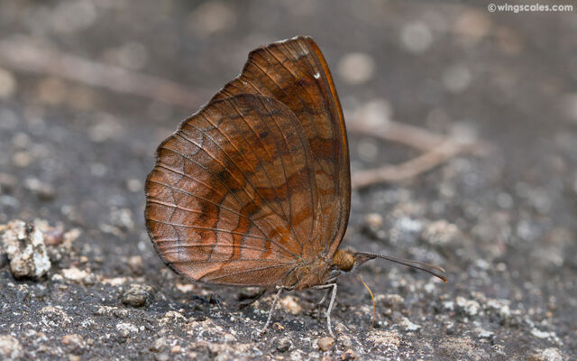 Ariadne specularia arca