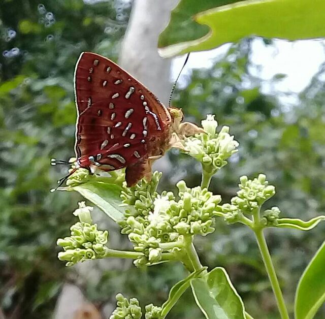 Spindasis vixinga davidsoni