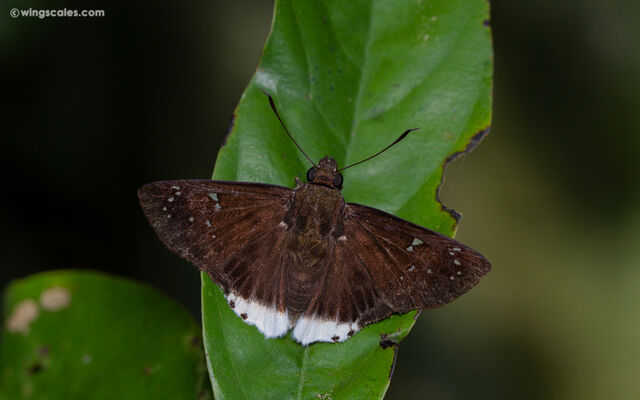 Darpa striata striata