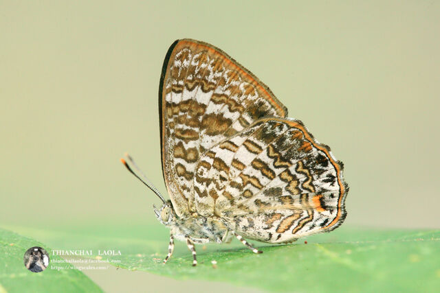 Poritia erycinoides elsiei