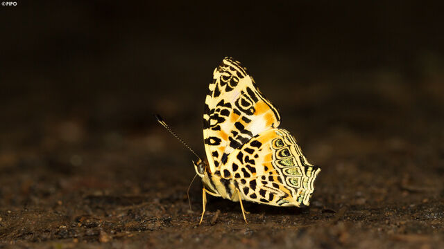 Symbrenthia hypselis cotanda