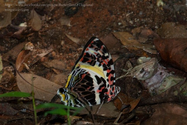 Agatasa calydonia belisama