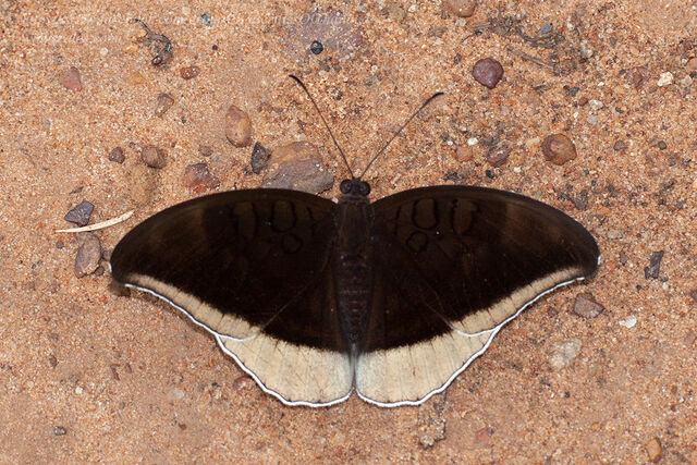 Cynitia lepidea cognata