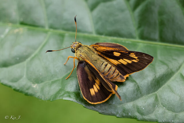 Cephrenes acalle oceanica