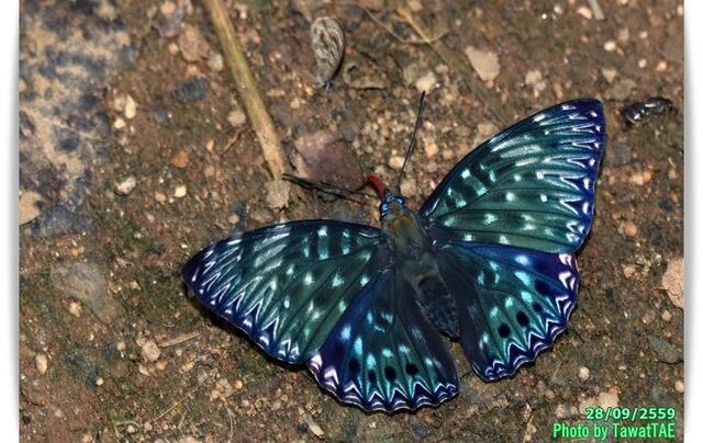 Dichorragia nesimachus nesimachus