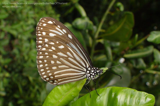Parantica agleoides agleoides