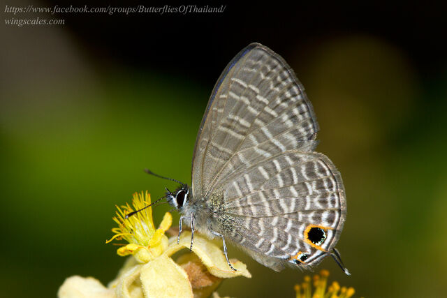 Nacaduba berenice aphya