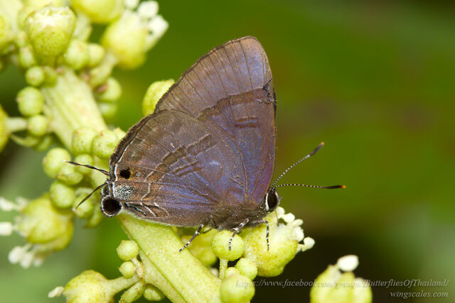 Rapala varuna orseis