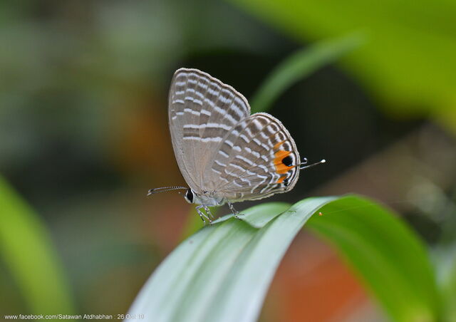 Jamides alecto ageladas