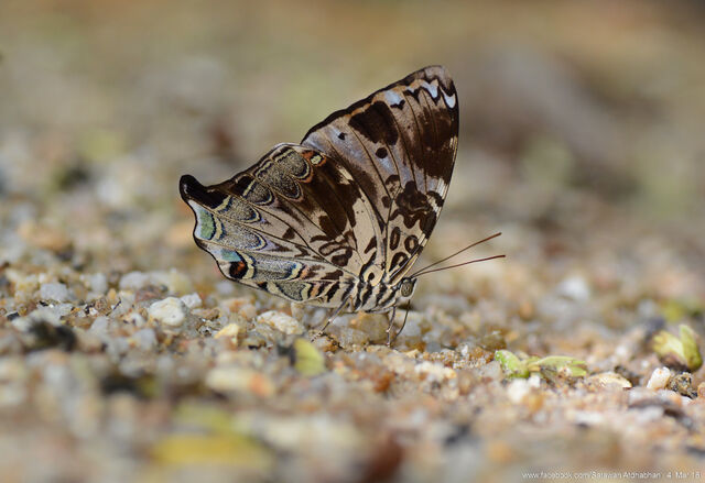 Prothoe franck uniformis