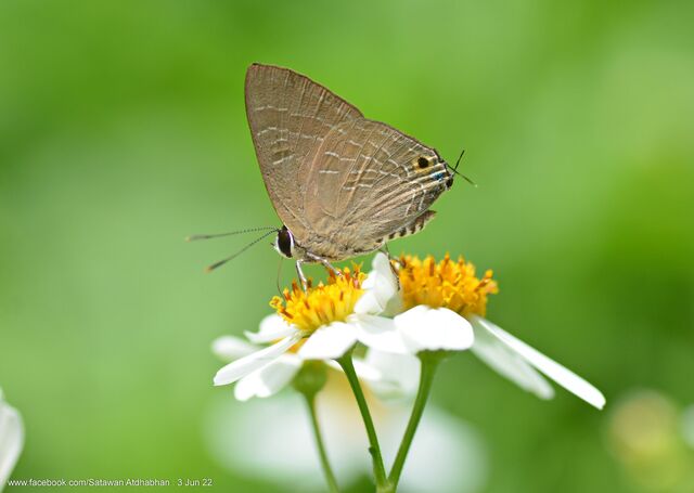 Deudorix epijarbas epijarbas