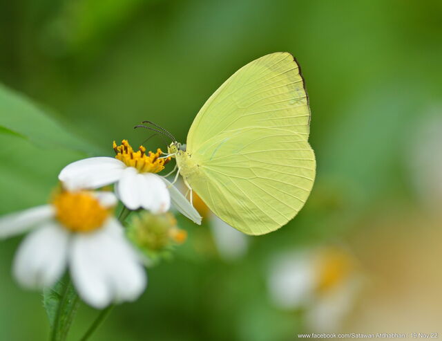 Gandaca harina distanti