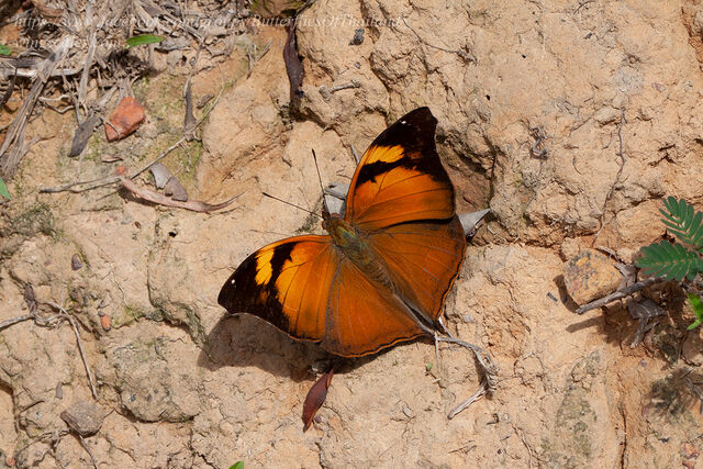 Doleschallia bisaltide siamensis