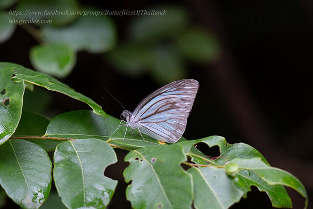 Pareronia anais anais