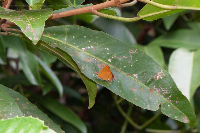 Thamala marciana ssp.
