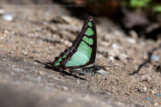 Graphium cloanthus cloanthus