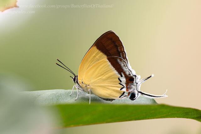 Charana mandarina mandarina