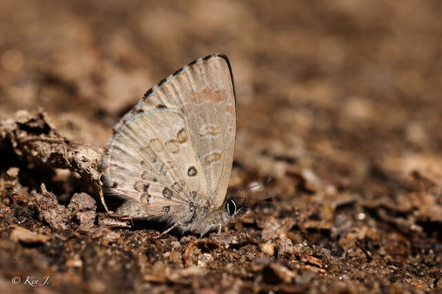 Orthomiella fukienensis diversa