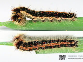 Discophora sondaica zal