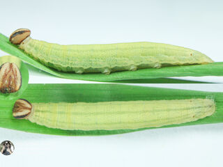 Iambrix salsala salsala