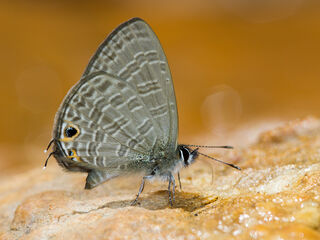 Nacaduba berenice aphya