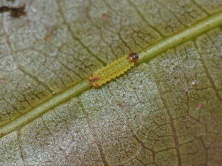 Semanga superba deliciosa